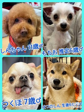 🐾今日の里親様募集中ワンコ🐶メンバーです🐾2023,3,5【保護犬カフェ天神橋店】